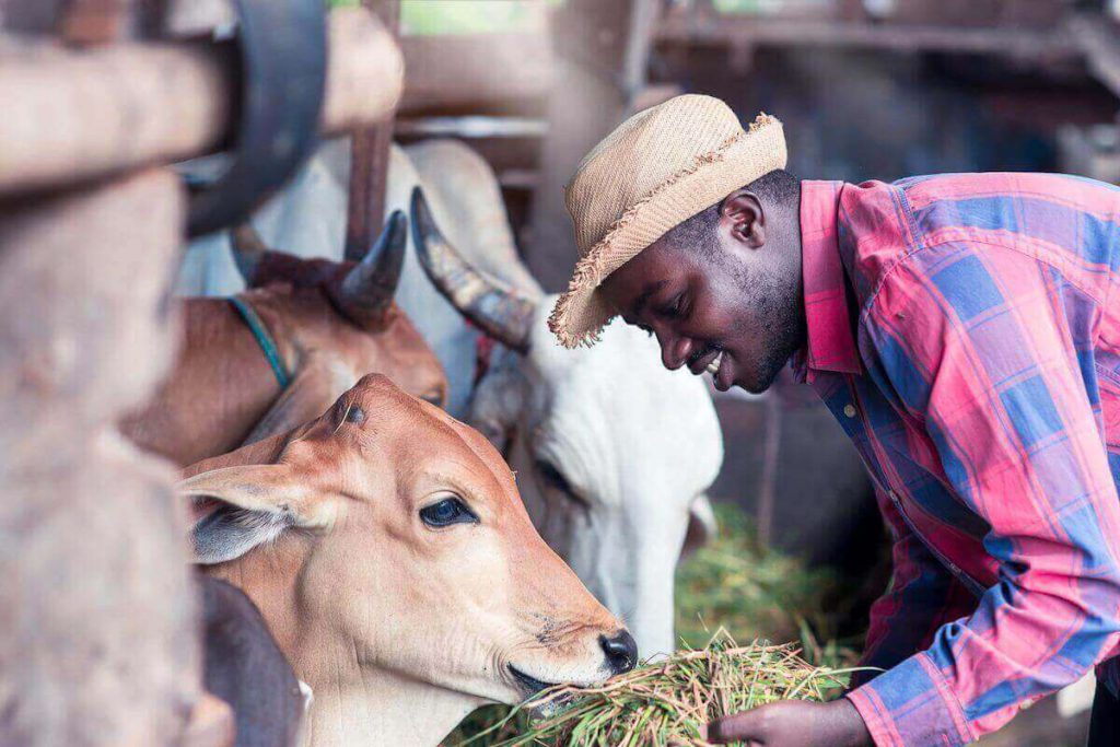 business ideas in Nigeria - animal husbandry