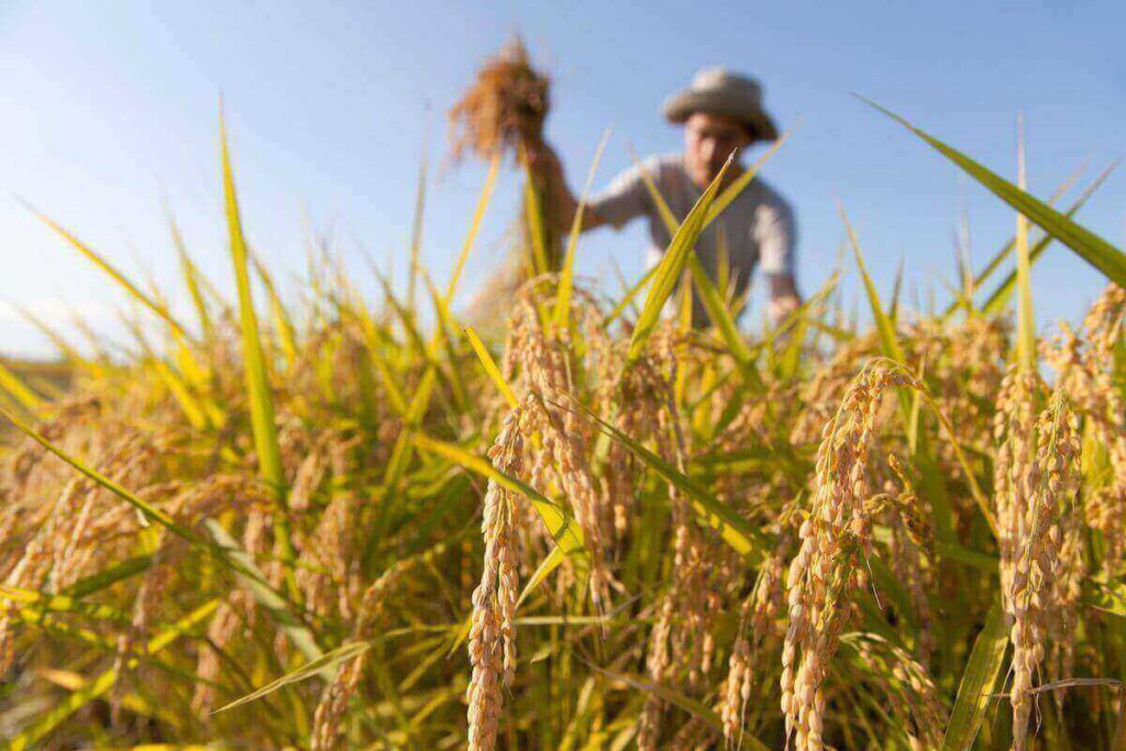 business ideas in Nigeria - rice farming